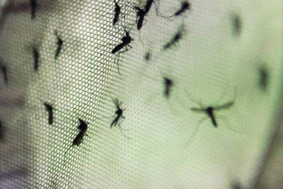 Eficácia da vacina antidengue chega a 60%