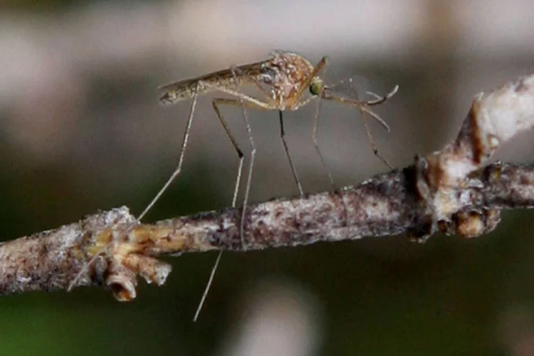 Mosquito: insetos podem ser atraídos por diversos fatores (Getty Images/Justin Sullivan)
