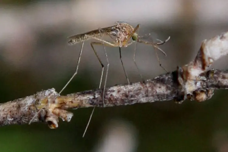 
	Pernilongo: a pesquisadora descobriu que o v&iacute;rus da zika sobrevive dentro do organismo do mosquito &quot;Culex&quot;
 (Getty Images/Justin Sullivan/Getty Images)