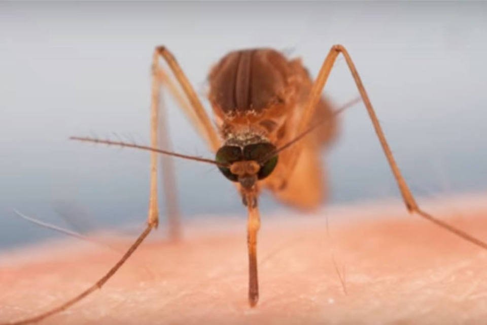 OMS aponta vírus Zika como causa de anormalidades cerebrais
