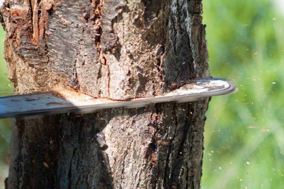 Onde a 'motosserra' mais dilacera a Mata Atlântica no Brasil