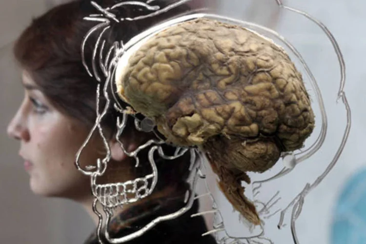 
	Mulher em exposi&ccedil;&atilde;o do c&eacute;rebro humano:&nbsp;&nbsp;entender a l&oacute;gica de trabalho do nosso sistema nervoso pode&nbsp;ser &uacute;til para o desenvolvimento pessoal e profissional
 (Matt Cardy/Getty Images)