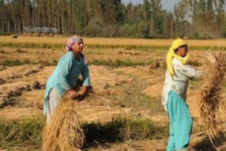 A FAO quer melhorar a produção dos pequenos agricultores (Sajjad Hussain/AFP)