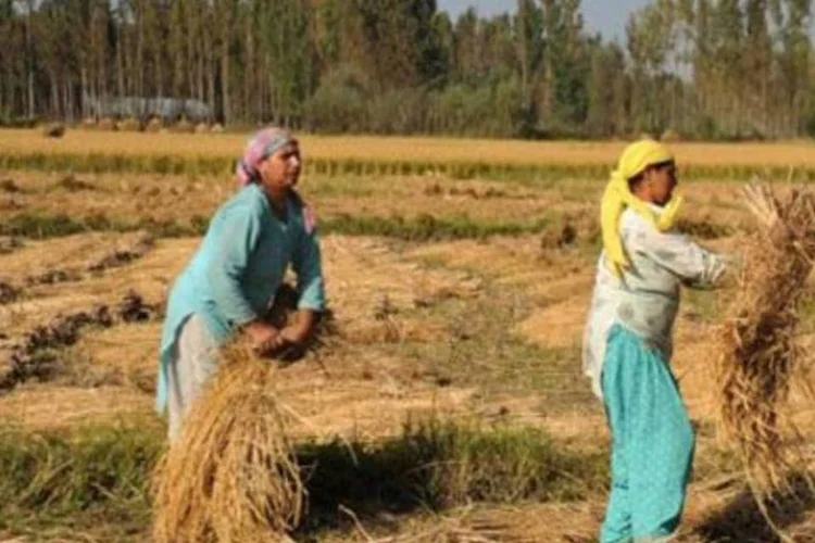 Mulheres da Caxemira trabalham em plantação de arroz: FAO quer igualdade de gênero na agricultura (Sajjad Hussain/AFP)