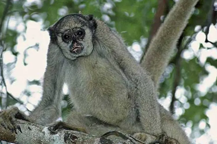 
	Um dos candidatos oficiais a mascote das Olimp&iacute;adas de 2016, o muriqui-do-norte, o maior macaco das Am&eacute;ricas, possui hoje menos de 1000 indiv&iacute;duos
 (Wikimedia Commons/Reprodução)