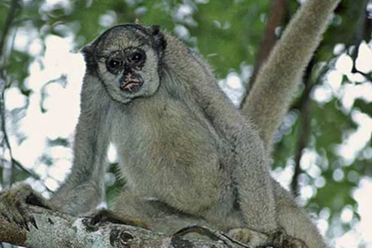 Muriqui do norte, uma das espécies mais ameaçadas de extinção (Wikimedia Commons/Reprodução)