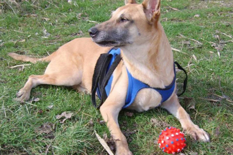 
	Cachorro: muitos literalmente morreram de susto, j&aacute; que seus ouvidos sens&iacute;veis n&atilde;o comportam bem os sons altos de fogos de artif&iacute;cio
 (sxc)
