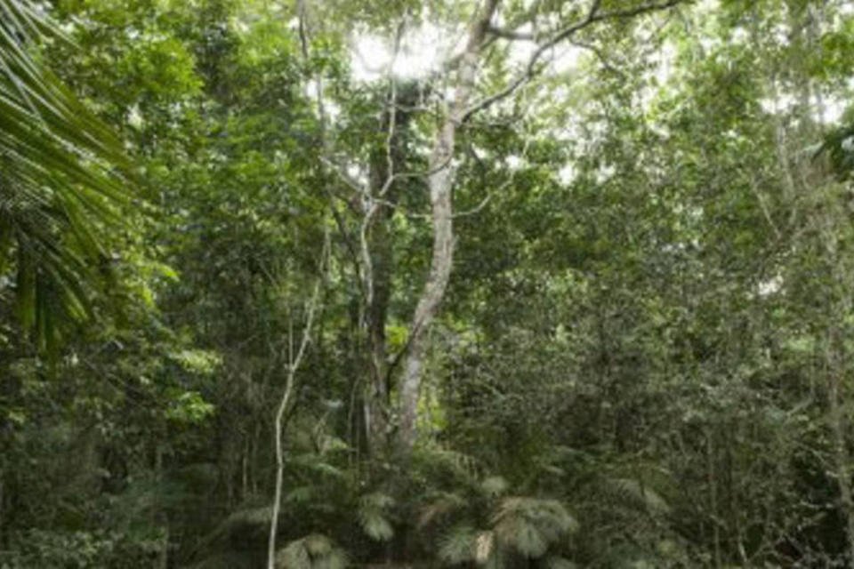 Cientistas esperam que país ratifique protocolo ambiental