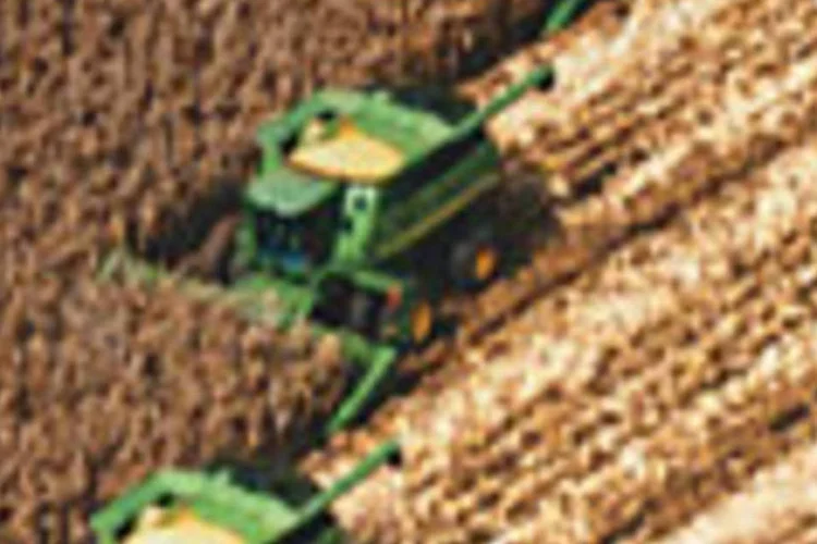 Milho em Mato Grosso: a terra ficou mais cara