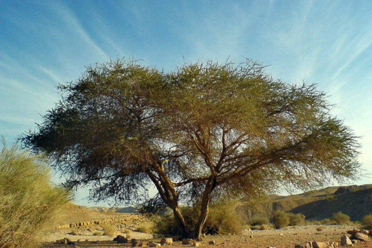 Vista de região do deserto de Neguev, em Israel (Ps2613/Wikimedia Commons)
