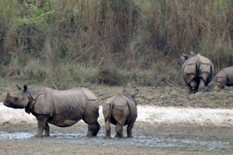 Fazendeiros quenianos lutam para proteger rinocerontes