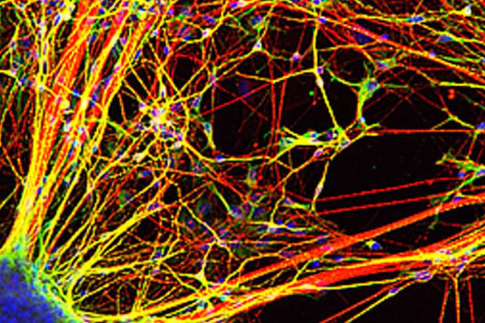 Vídeo mostra neurônio funcionando em tempo real