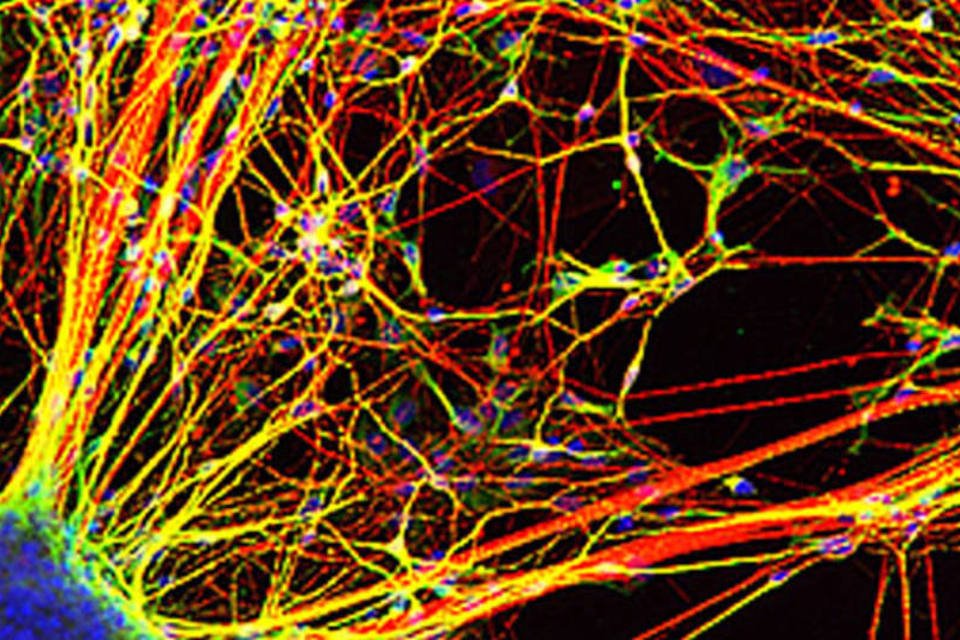 
	Neur&ocirc;nios: estudos mostrar&atilde;o como v&iacute;deos afetam cora&ccedil;&atilde;o e mente dos consumidores
 (Kristen Brennand / Instituto Salk)