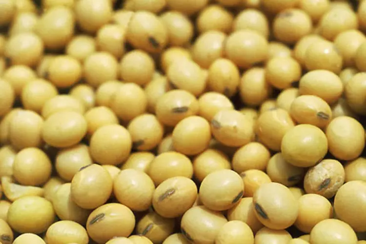 
	Sementes de soja: USDA previu uma safra de soja de 3,550 bilh&otilde;es de bushels, grande o suficiente para que os estoques finais dos EUA quase dobrem em 2014/15
 (SAULO MAZZONI)