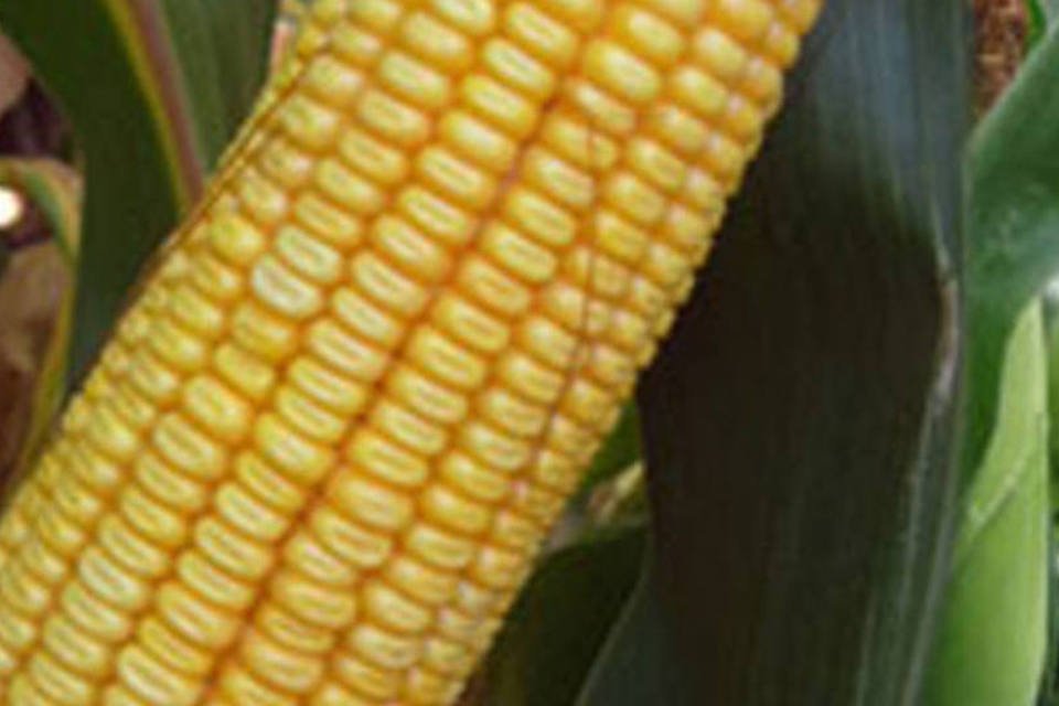 USDA estima safras de milho e soja abaixo do esperado