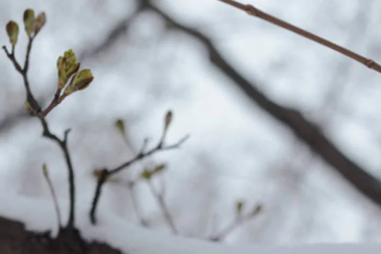 
	Neve: a frente fria se deslocou agora para a regi&atilde;o nordeste de Honshu
 (GettyImages)