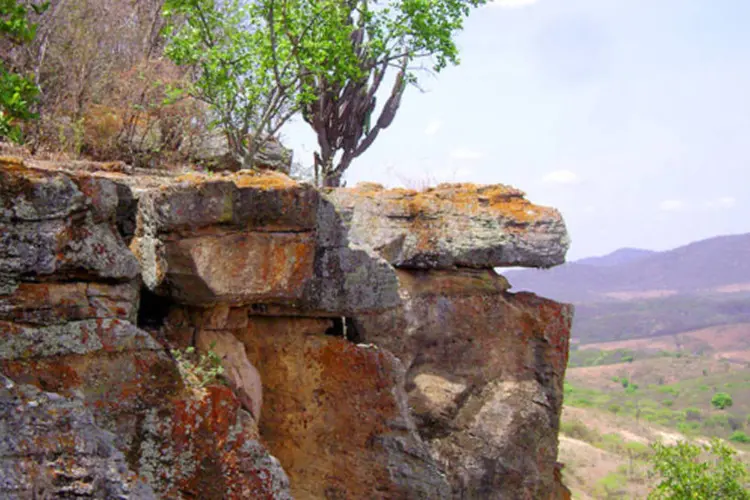 
	Vegeta&ccedil;&atilde;o da Caatinga em Pernambuco: exposi&ccedil;&atilde;o &eacute; uma iniciativa da Associa&ccedil;&atilde;o Caatinga
 (Creative Commons/Sergio Sertão)