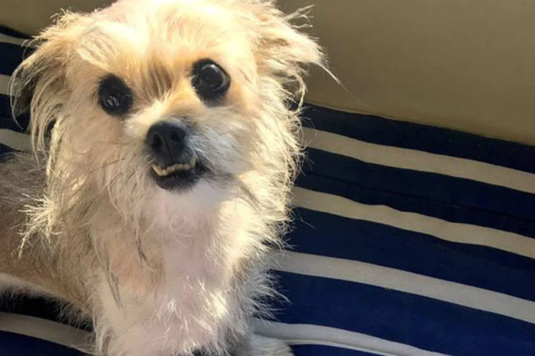 
	Cachorra da hist&oacute;ria do Nubank: marca deu presente &agrave; cachorra Belinha e ao seu dono, cliente Nubank
 (Reprodução)