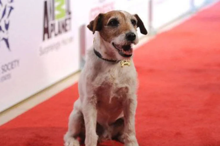 O livro falará com mais profundidade sobre as estrelas que Uggie conheceu e com as quais trabalhou, como George Clooney, Jessica Simpson e Katy Perry (©AFP/Getty Images / -)