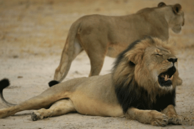 
	O Le&atilde;o Cecil no Zimb&aacute;bue (2012): &quot;A ca&ccedil;a de le&otilde;es, leopardos e elefantes nos espa&ccedil;os que cercam o parque nacional fica suspensa com efeito imediato&quot;, diz comunicado
 (AFP)