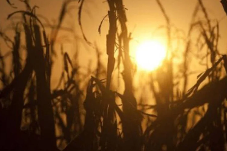 
	Sol em fazenda de Oakland city, Indiana, nos Estados Unidos:&nbsp;projeto foi aprovado por 216-208 votos, ap&oacute;s duas horas de debate e sem direito &agrave; inclus&atilde;o de emendas
 (Saul Loeb/AFP)