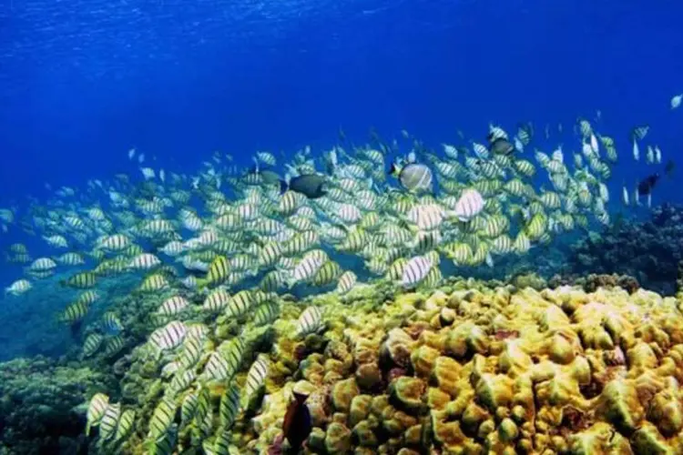 As pesquisas mostram que a calcificação de corais apresenta atualmente redução de 15% (Getty Images)