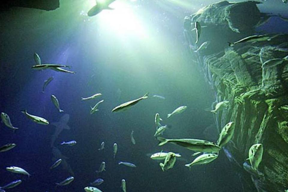 Índice de saúde dos oceanos é lançado