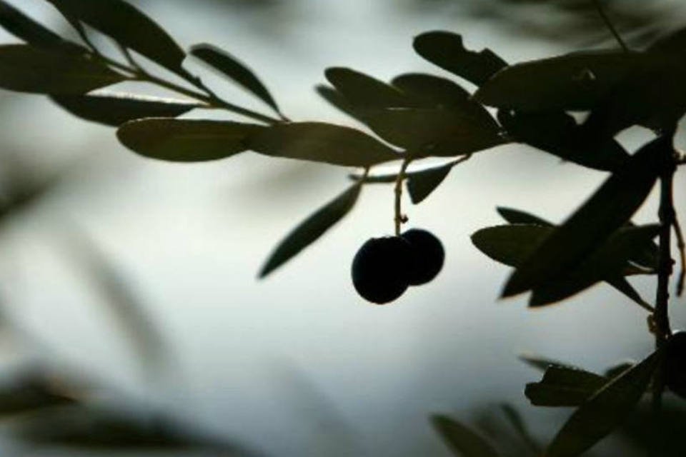 Bactéria ameaça ramos de oliveira da Páscoa na Itália