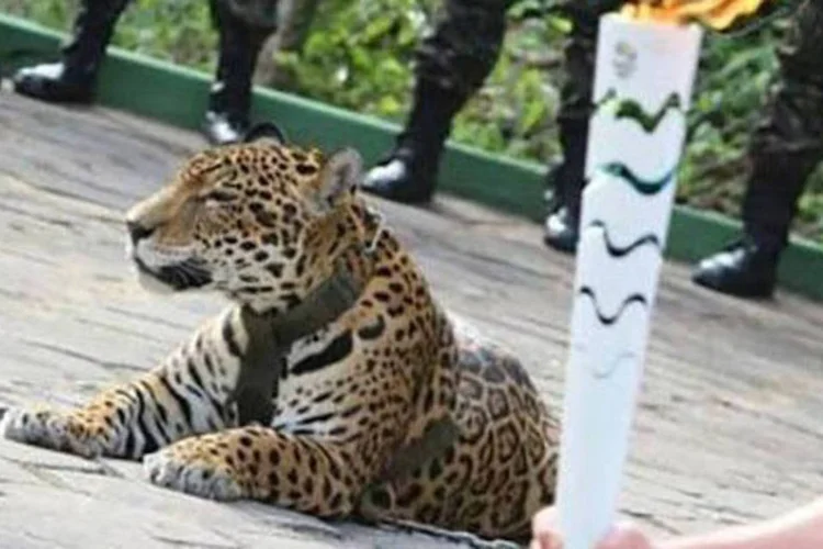 
	On&ccedil;a morta durante revezamento da tocha ol&iacute;mpica em Manaus: o felino, um macho de 18 anos, escapou da coleira ao ser transportado para a jaula
 (Divulgação / Twitter)