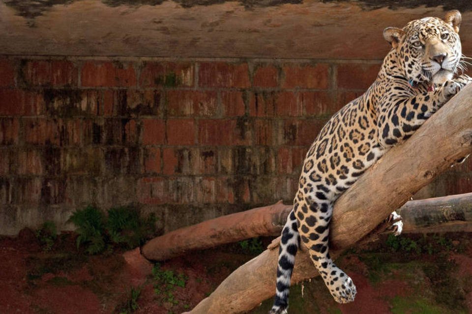 O passo a passo da reabilitação de um animal silvestre