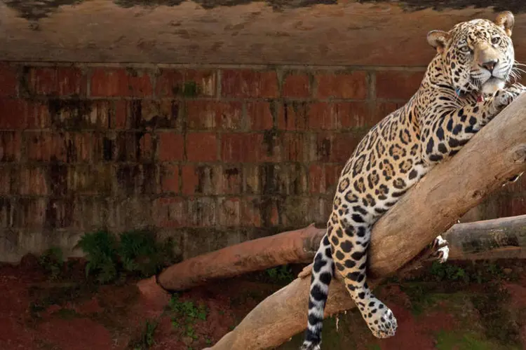 
	Grandes felinos abatidos: em casa de suspeito, agentes do Ibama encontraram peles completas, cabe&ccedil;as, cr&acirc;nios e patas de on&ccedil;as
 (Divulgação/Associação Mata Ciliar)