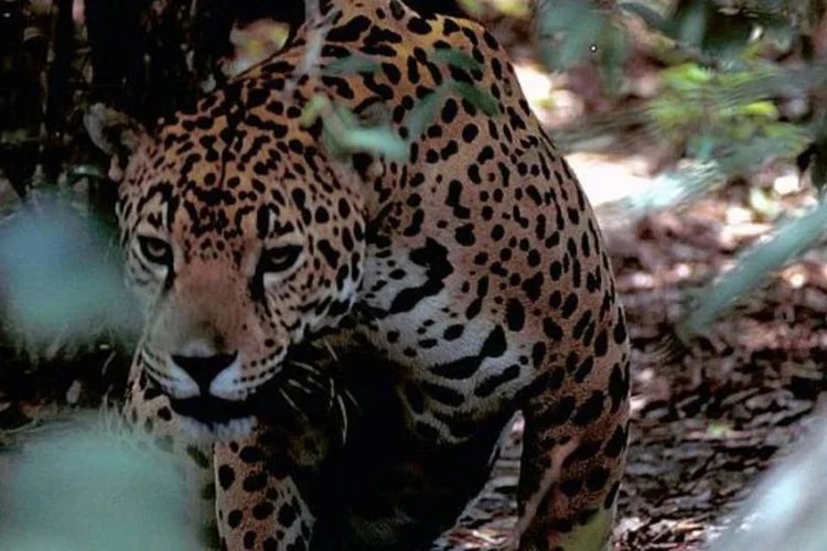 Onça Pintada: comércio regulamentado de espécies selvagens movimenta mais de US$ 350 milhões por ano (Creative Commons/Gary M. Stoltz)