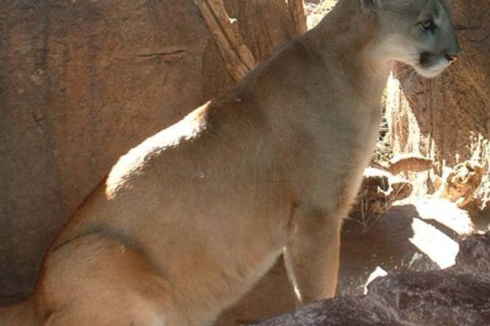 Depois dos Tigres Asiáticos, vem aí as Pumas do Pacífico