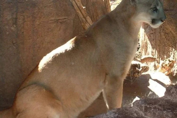 
	On&ccedil;a su&ccedil;uarana, a &quot;Puma&quot;
 (Wikimedia Commons)