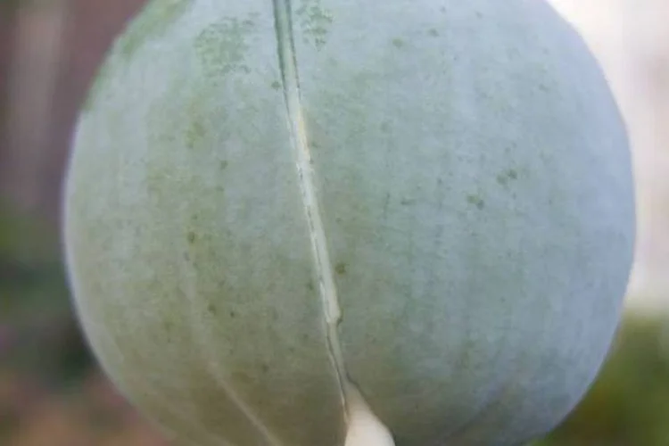 
	Cultivo de &Oacute;pio: pesquisa da ONU a ser divulgada este m&ecirc;s vai mostrar que o cultivo e a produ&ccedil;&atilde;o de &oacute;pio aumentaram em compara&ccedil;&atilde;o a 2012
 (Wikimedia Commons)