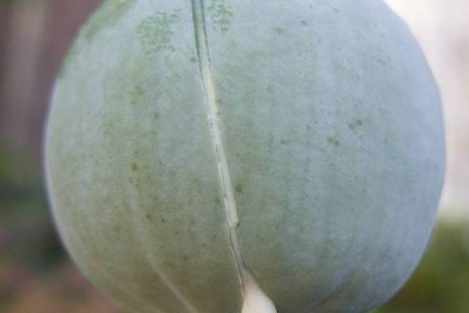 Cultivo do ópio aumenta 7% no Afeganistão devido à insegurança