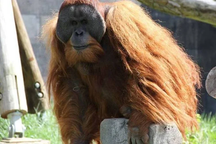 Orangotangos fazem parte da única espécie da natureza que, assim como os humanos, armazenam gordura ao se alimentarem em excesso (Andrew Regan/WikiMedia Commons)