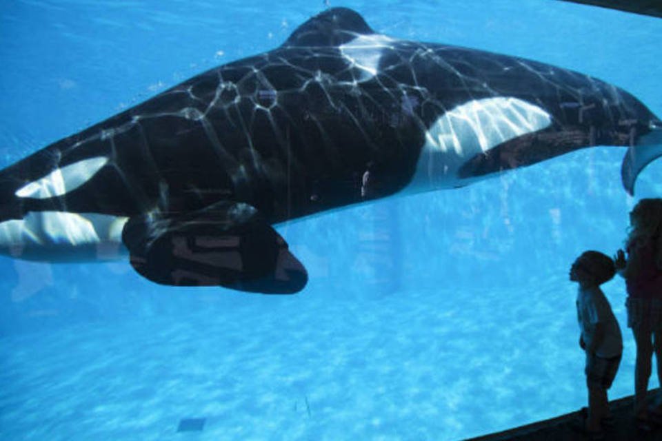 Califórnia aprova lei que proíbe SeaWorld de criar orcas
