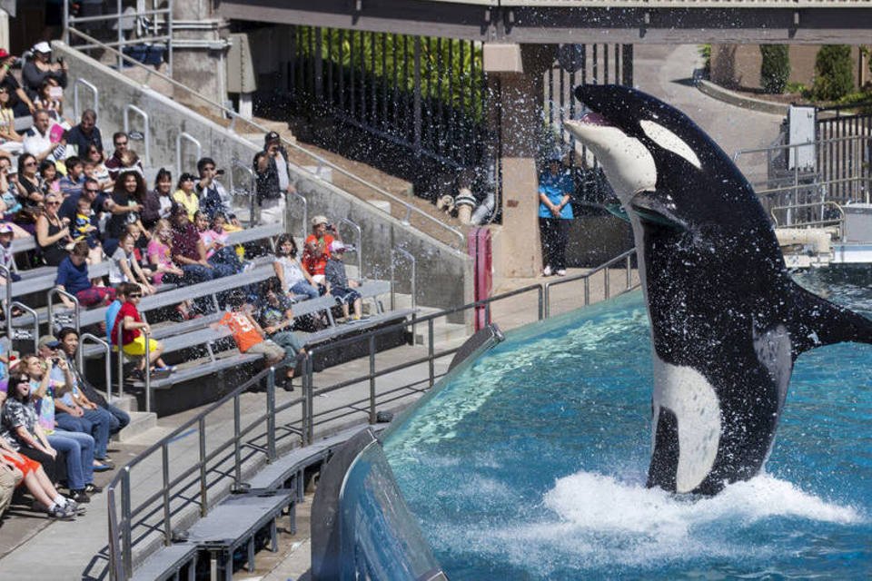 SeaWorld vai substituir show da baleia orca "Shamu"