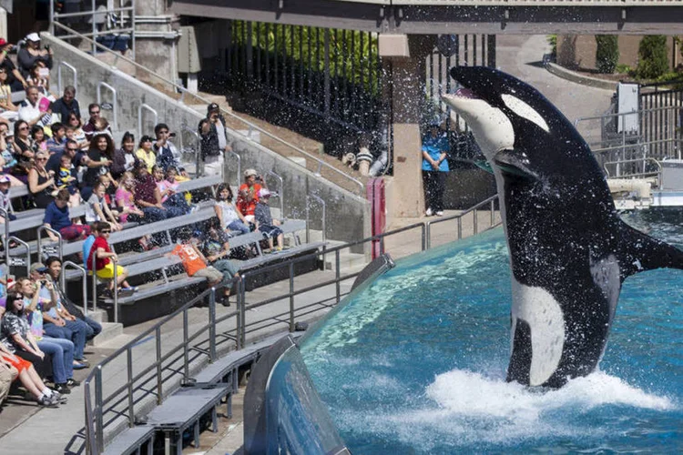 Orca: baleias figuram entre os poucos animais que podem aprender a reproduzir um som novo após ouvi-lo (Mike Blake/REUTERS/Reuters)