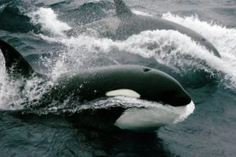 A PETA defendia que as baleias fossem soltas pelo parque (AFP/Arquivo / Marcel Mochet)