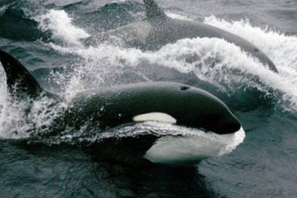 Juiz nega caso contra parque aquático por escravizar baleias