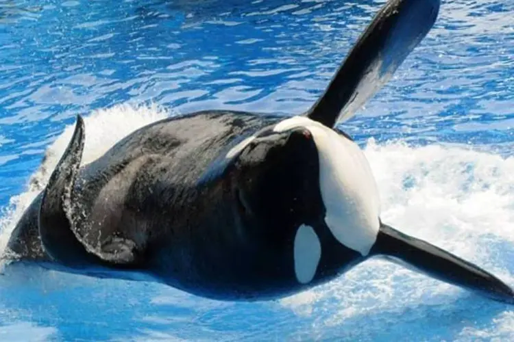 
	Retorno: a baleia &#39;Tilikum&#39;, no Sea World, em mar&ccedil;o de 2011, na Fl&oacute;rida, um ano ap&oacute;s trag&eacute;dia 
 (Gerardo Mora/Stringer/Getty Images)