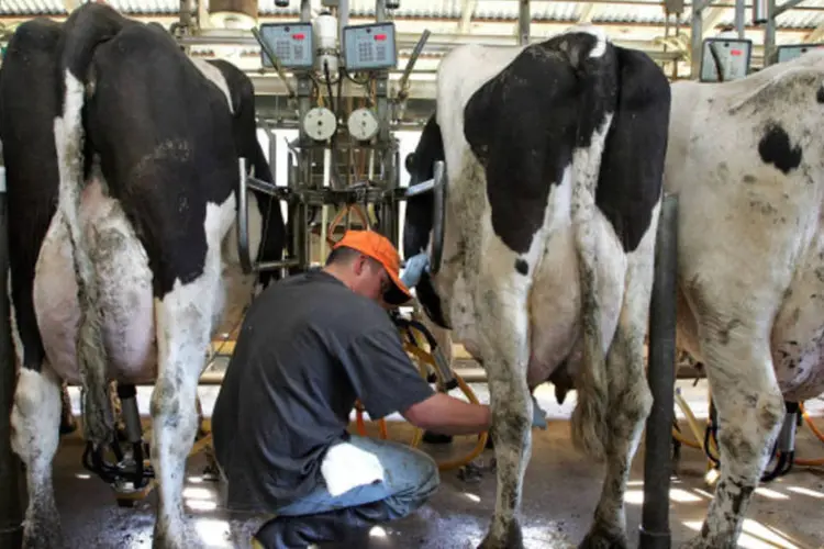 Ordenha de leite (Getty Images / Sean Gallup)