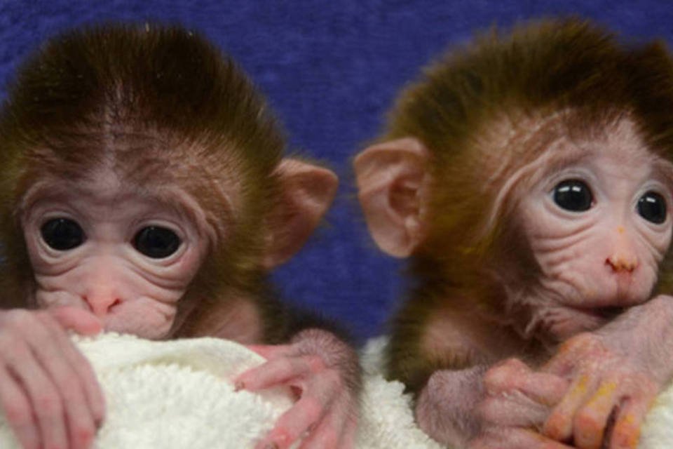 Cientistas apresentam macacos híbridos recém-nascidos