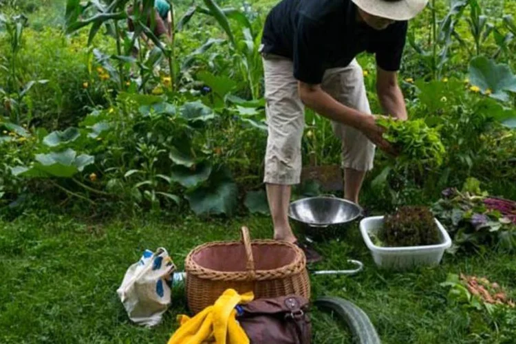 Agricultores familiares poderão comercializar a produção própria, de outros produtores certificados ou de produtos com a certificação prevista na Lei da Agricultura Orgânica (Gettyimages/Getty Images)