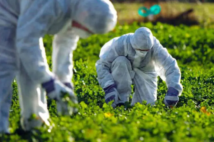 
	OGM: a lei tamb&eacute;m autoriza o governo russo a proibir a importa&ccedil;&atilde;o de OGMs, como resultado de um monitoramento de seu impacto nos seres humanos e no meio ambiente
 (Getty Images)