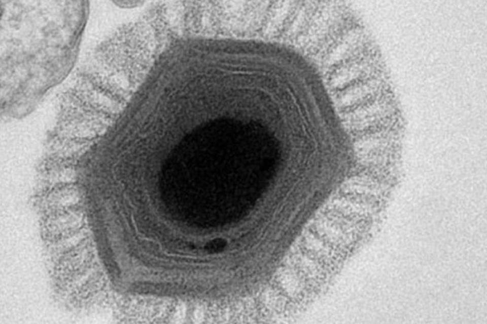 Descobertos dois novos tipos de vírus gigantes