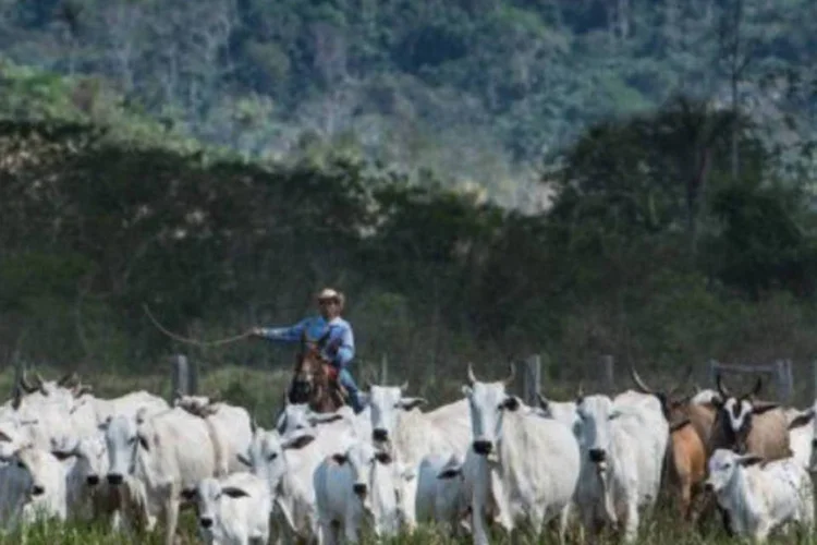 
	Gado: segundo a pesquisadora do IBGE, a queda da agropecu&aacute;ria &eacute; reflexo tanto da produ&ccedil;&atilde;o menor de produtos t&iacute;picos do 3&ordm; trimestre quanto do fim da safra de soja
 (AFP)