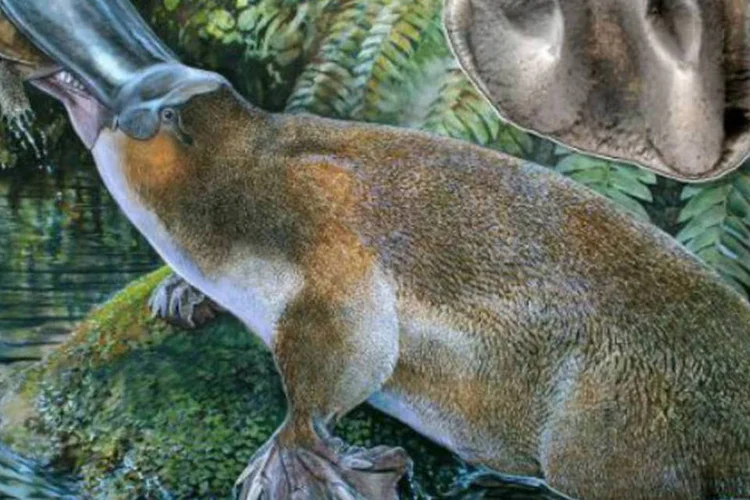 
	Reprodu&ccedil;&atilde;o mostra imagem de esp&eacute;cie extinta de ornitorrinco gigante encontrada na Austr&aacute;lia
 (AFP)